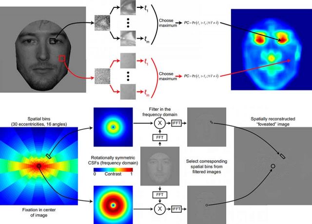 Physiologically-inspired modeling of visual processing and eye movement decisions (here, for faces). Top: Ideal Observer analysis on small patches for mapping spatial distributions of information (Region Of Interest Ideal Observer, RIO). Bottom: Simulating resolution and sensitivity changes across the visual field for predicting the effects of different eye movement strategies on perceptual performance (Foveated Ideal Observer, FIO). Developed from Peterson & Eckstein, 2012.